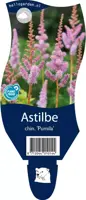 Astilbe chinensis 'Pumila' (Spirea) - afbeelding 1