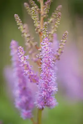 Astilbe chinensis 'Pumila' (Spirea) - afbeelding 2