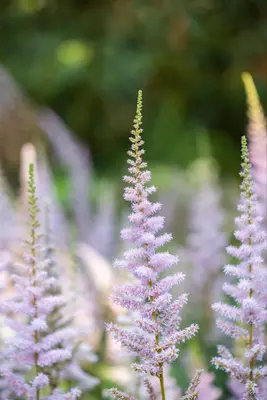 Astilbe chinensis 'Pumila' (Spirea) - afbeelding 3