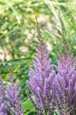 Astilbe chinensis 'Pumila' (Spirea) - afbeelding 6