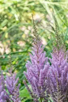 Astilbe chinensis 'Pumila' (Spirea) - afbeelding 6