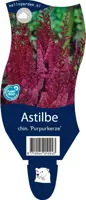 Astilbe chinensis 'Purpurkerze' (Pluimspirea) - afbeelding 1