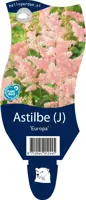 Astilbe (J) 'Europa' (Spirea) - afbeelding 1