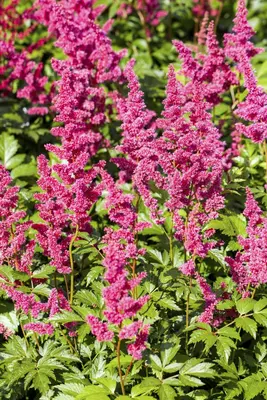 Astilbe japonica 'Mainz' (Rotsheide 'Mainz') - afbeelding 1