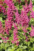 Astilbe japonica 'Mainz' (Rotsheide 'Mainz') - afbeelding 1