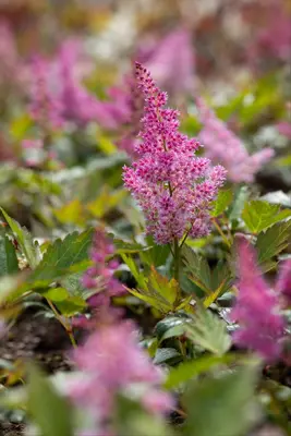 Astilbe japonica 'Mainz' (Rotsheide 'Mainz') - afbeelding 5