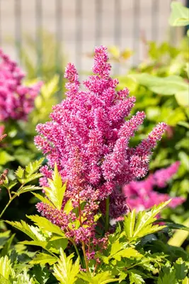 Astilbe japonica 'Mainz' (Rotsheide 'Mainz') - afbeelding 6