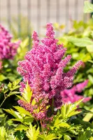 Astilbe japonica 'Mainz' (Rotsheide 'Mainz') - afbeelding 6