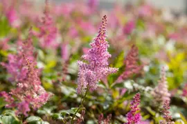 Astilbe japonica 'Mainz' (Rotsheide 'Mainz') - afbeelding 2