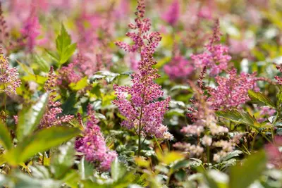 Astilbe japonica 'Mainz' (Rotsheide 'Mainz') - afbeelding 3