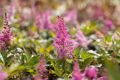 Astilbe japonica 'Mainz' (Rotsheide 'Mainz') - afbeelding 4