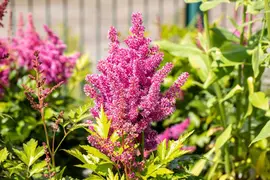 Astilbe japonica 'Mainz' (Rotsheide 'Mainz') - afbeelding 7