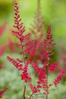 Astilbe japonica 'Montgomery' (Pluimspirea 'Montgomery') - afbeelding 1