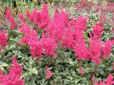 Astilbe japonica 'Montgomery' (Pluimspirea 'Montgomery') - afbeelding 2
