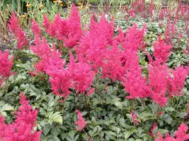 Astilbe japonica 'Montgomery' (Pluimspirea 'Montgomery') - afbeelding 2
