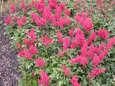 Astilbe japonica 'Montgomery' (Pluimspirea 'Montgomery') - afbeelding 3
