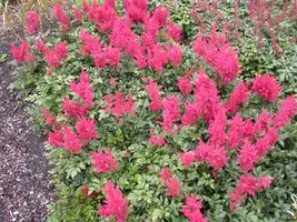 Astilbe japonica 'Montgomery' (Pluimspirea 'Montgomery') - afbeelding 3