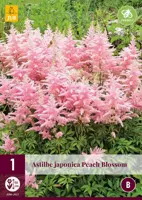 Astilbe japonica peach blossom 1 stuks kopen?