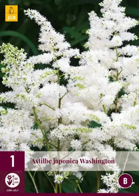 Astilbe japonica washington 1 stuks - afbeelding 1