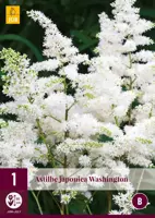 Astilbe japonica washington 1 stuks - afbeelding 1