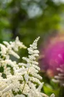 Astilbe japonica 'Washington' (Spirea 'Washington') - afbeelding 4