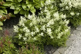 Astilbe japonica 'Washington' (Spirea 'Washington') - afbeelding 1