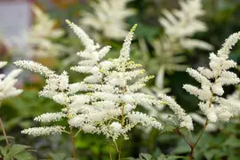 Astilbe japonica 'Washington' (Spirea 'Washington') - afbeelding 2