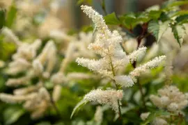 Astilbe japonica 'Washington' (Spirea 'Washington') - afbeelding 3