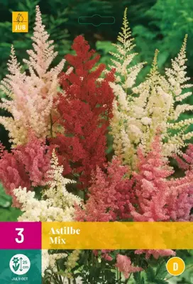 Astilbe mix 3 stuks - afbeelding 1