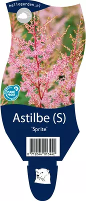 Astilbe (S) 'Sprite' (Spirea) - afbeelding 1
