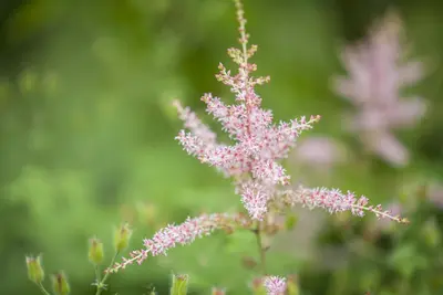Astilbe Simplicifolia Hennie Graafland (Pluimspirea) - afbeelding 4