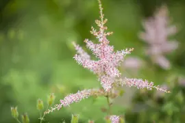 Astilbe Simplicifolia Hennie Graafland (Pluimspirea) - afbeelding 4