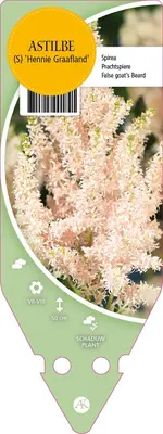 Astilbe Simplicifolia Hennie Graafland (Pluimspirea) - afbeelding 1