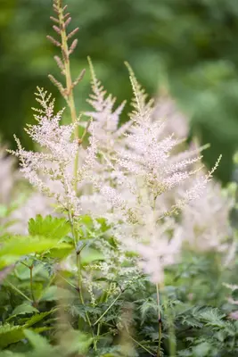 Astilbe (Spirea) - afbeelding 4