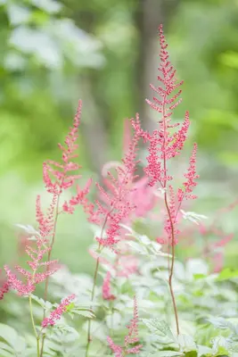 Astilbe (Spirea) - afbeelding 6