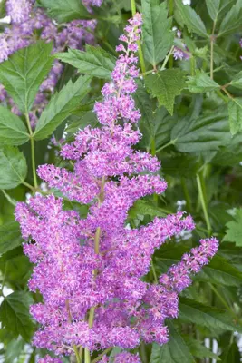 Astilbe (Spirea) - afbeelding 7