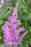 Astilbe (Spirea) - afbeelding 7