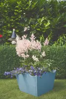 Astilbe (Spirea) - afbeelding 8