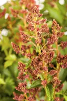 Astilbe (Spirea) - afbeelding 9