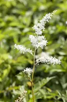 Astilbe (Spirea) - afbeelding 11