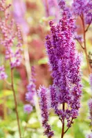 Astilbe (Spirea) - afbeelding 12