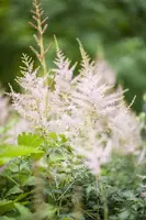 Astilbe (Spirea) - afbeelding 4
