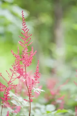 Astilbe (Spirea) - afbeelding 5