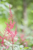 Astilbe (Spirea) - afbeelding 5