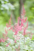 Astilbe (Spirea) - afbeelding 6