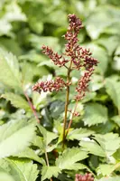 Astilbe (Spirea) - afbeelding 10