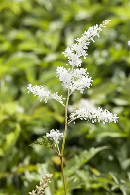 Astilbe (Spirea) - afbeelding 11