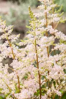 Astilbe (Spirea) - afbeelding 15