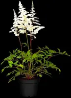 Astilbe (Spirea) - afbeelding 21