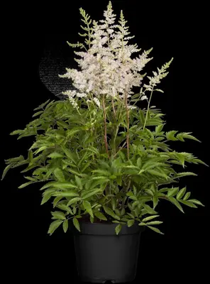 Astilbe (Spirea) - afbeelding 18